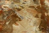 3.9" Petrified Wood (Araucaria) Slab - Madagascar  - #131466-1